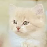 スコティッシュフォールド(立ち耳)