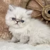 ヒマラヤン