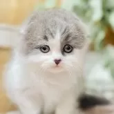 スコティッシュフォールド(折れ耳)