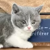 ブリティッシュショートヘア