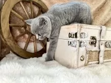 ブリティッシュショートヘア【青森県・男の子・2025年3月17日・ブルー】の写真3