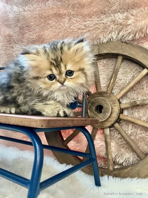 更にお値下げしました。nach ペルシャ猫のリング ペルシャ猫の値段相場は？値段の決まり方やおすすめのお迎え場所