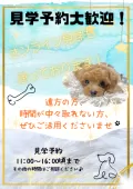 エキゾチックショートヘア【青森県・女の子・2026年3月11日・トーティー】の写真9