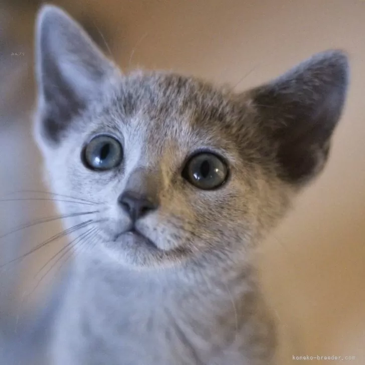 K.Ｉ 様のお迎えした子猫