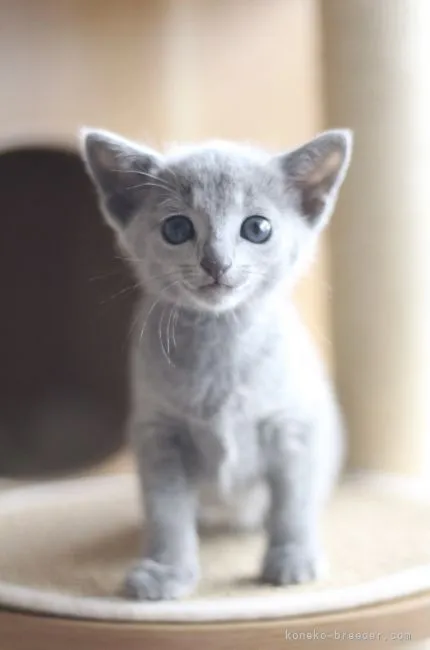 ID：2107-02588の子猫