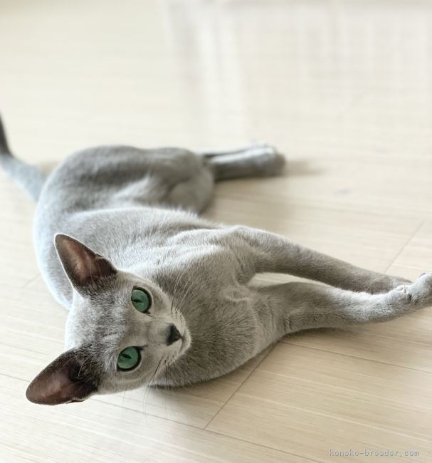 ロシアンブルー【・女の子・2020年11月26日・ブルー】