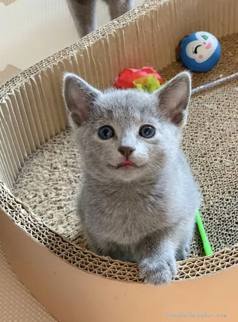 ID：2012-00209の子猫