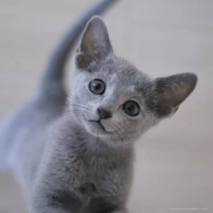ID:2405-00476の子猫