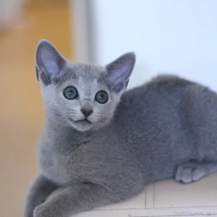 ID：2405-00478の子猫