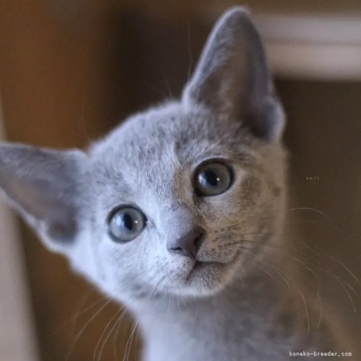 Juu 様のお迎えした子猫