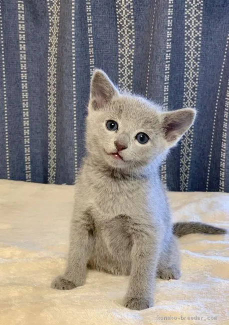 ID：2012-00221の子猫