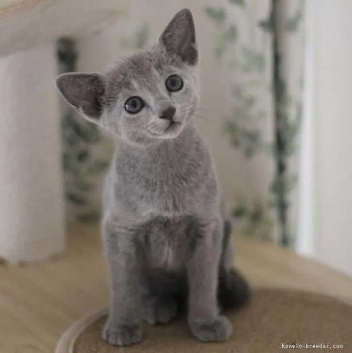 ID：2210-00836の子猫