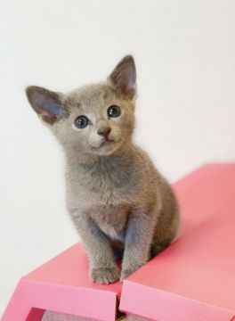 ロシアンブルー【茨城県・女の子・2020年10月28日・ブルー】の写真「おっとりした性格の美人さんです。」