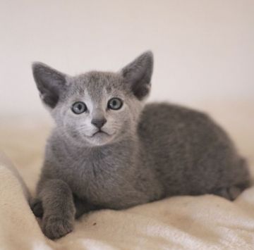 ロシアンブルー【茨城県・男の子・2021年9月29日・ブルー】の写真「キレイなお顔のとても賢い子です。」