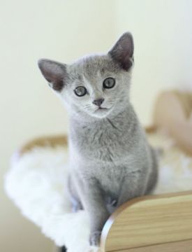 ロシアンブルー【茨城県・男の子・2021年10月18日・ブルー】の写真「コロコロふわふわな男の子です。」