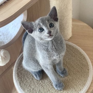 ロシアンブルー【茨城県・男の子・2023年2月17日・ブルー】の写真「ベビーネームはるさめくんです✨　　」