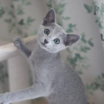 ロシアンブルー【茨城県・男の子・2022年3月21日・ブルー】の写真「活発で甘えん坊な男の子です。」