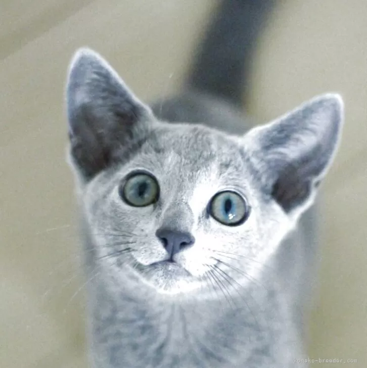 ID：2506-01904の子猫