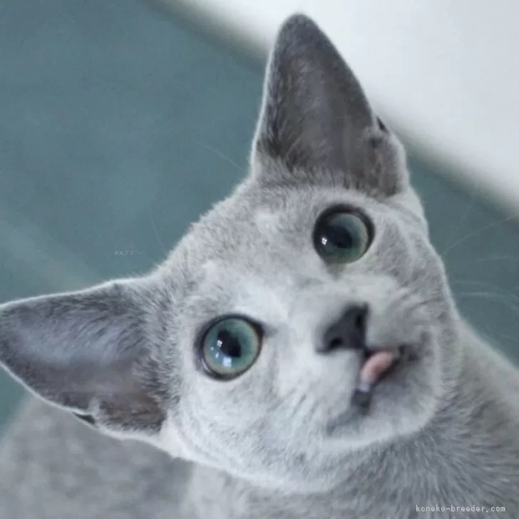 ID：2509-02534の子猫