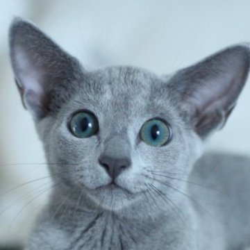 ロシアンブルー【茨城県・女の子・2025年6月3日・ブルー】の写真「ベビーネーム「ロゼ」ちゃんです✨」