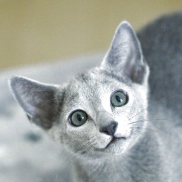 ロシアンブルー【茨城県・男の子・2025年3月27日・ブルー】の写真「ベビーネーム「このは」くんです✨」