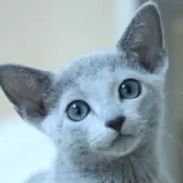 ロシアンブルー