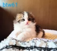 スコティッシュフォールド(折れ耳)【茨城県・男の子・2025年3月2日・ブラウンタビー&ホワイト】の写真3