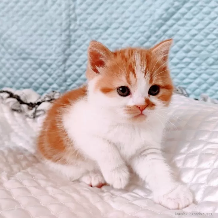 ID:2505-00375の子猫