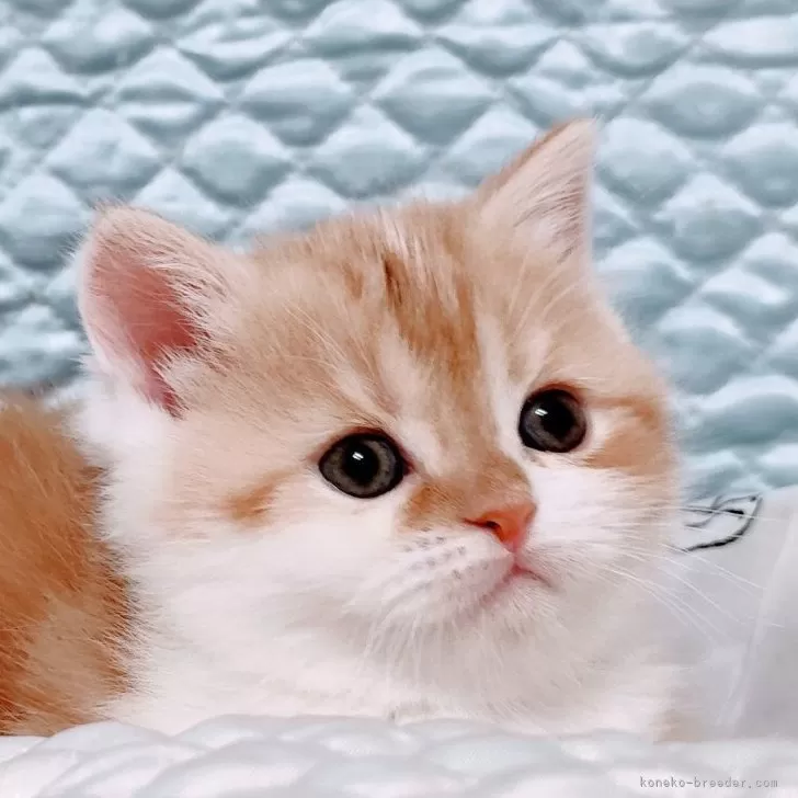 ID:2505-00262の子猫