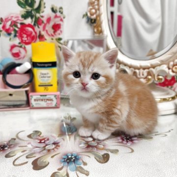 スコティッシュフォールド(立ち耳)【茨城県・男の子・2025年11月30日・クリームカメオクラッシックタビー&ホワイト（短毛）】の写真「おっとりおとなしい人間大好き」