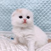 スコティッシュフォールド(折れ耳)
