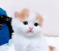 スコティッシュフォールド(立ち耳)【茨城県・男の子・2025年4月9日・レッド&ホワイト】の写真2