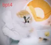 スコティッシュフォールド(折れ耳)【茨城県・女の子・2025年1月26日・ブラウンパッチドタビー&ホワイト】の写真4