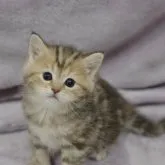 マンチカン(長足)【静岡県・女の子・2023年5月19日・ブラウンタビー】の写真1