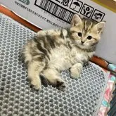 マンチカン(長足)【静岡県・女の子・2023年5月19日・ブラウンタビー】の写真4