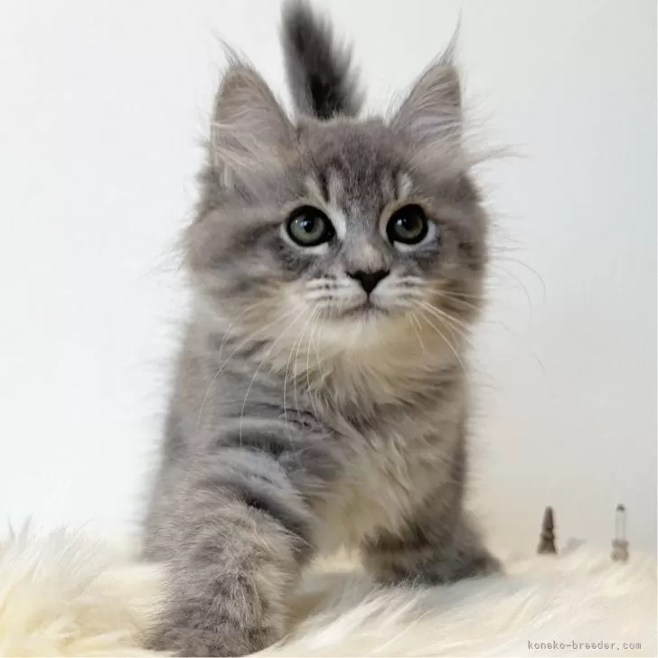 ID：2411-01618の子猫