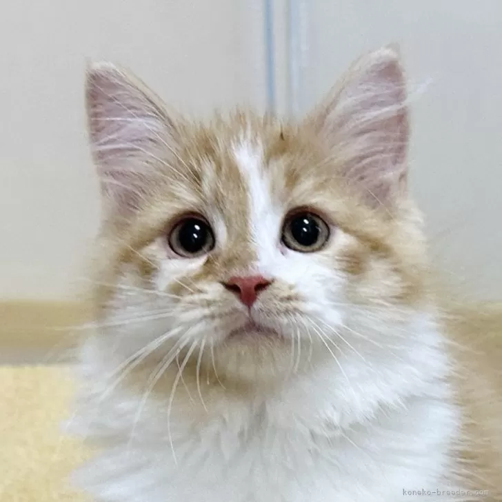 ID：2408-02541の子猫