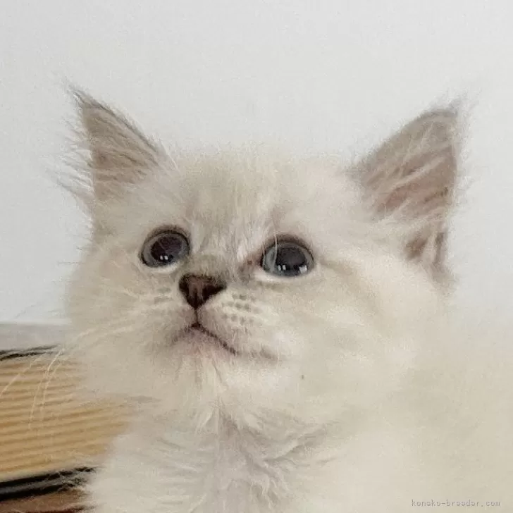 ID：2409-01790の子猫