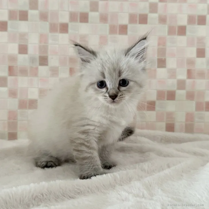 ID：2308-00222の子猫