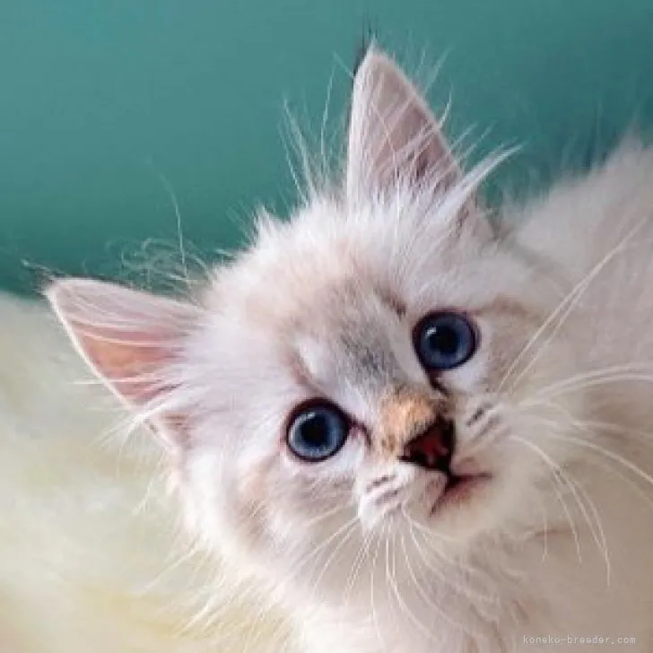 ID：2311-01848の子猫
