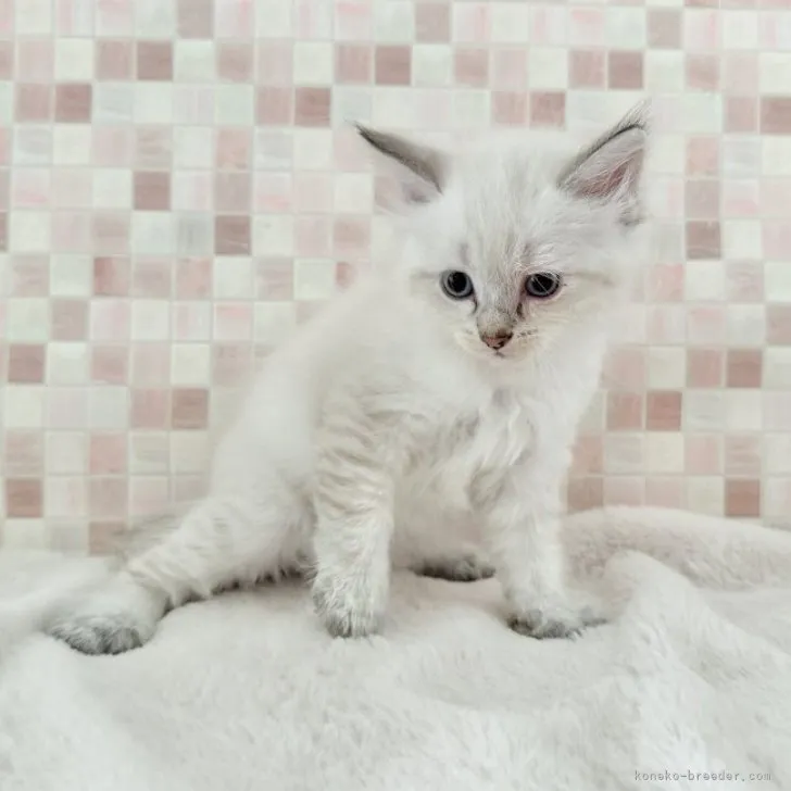 ID：2308-01359の子猫