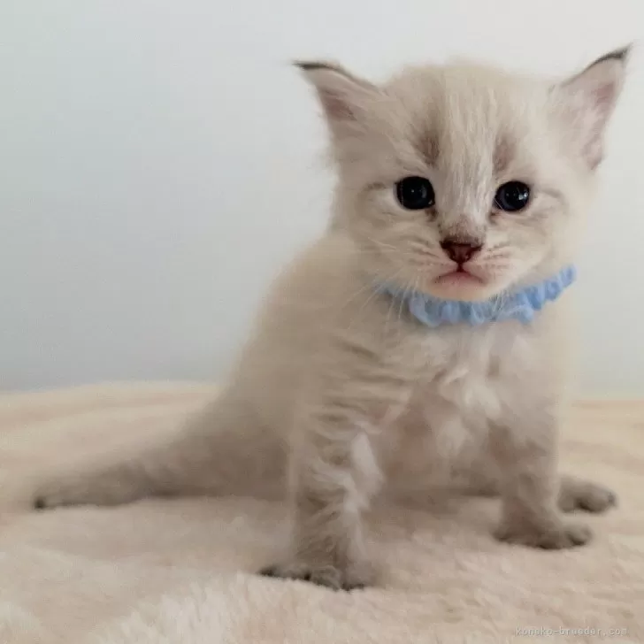 ID：2412-00454の子猫