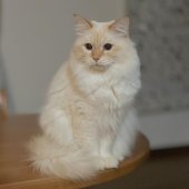 サイベリアン【・男の子・2020年2月5日・シール ゴールデン シェイテッド ポイント】