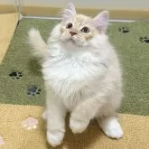 サイベリアン【茨城県・男の子・2024年7月25日・クリームタビー&ホワイト】の写真3