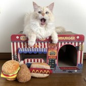 サイベリアン【・男の子・2020年2月5日・シール ゴールデン シェイテッド ポイント】