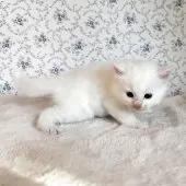 サイベリアン【茨城県・男の子・2025年9月17日・クリームリンクスポイント(ネヴァマスカレード)】の写真10