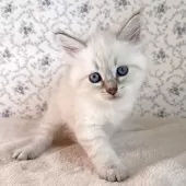 サイベリアン【茨城県・男の子・2025年9月1日・ブルーリンクスポイント(ネヴァマスカレード)】の写真4