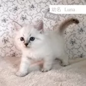 サイベリアン【茨城県・男の子・2025年9月1日・ブルーリンクスポイント(ネヴァマスカレード)】の写真14