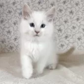 サイベリアン【茨城県・男の子・2025年9月17日・クリームリンクスポイント】の写真5