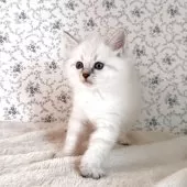 サイベリアン【茨城県・男の子・2025年9月1日・ブルーリンクスポイント(ネヴァマスカレード)】の写真5